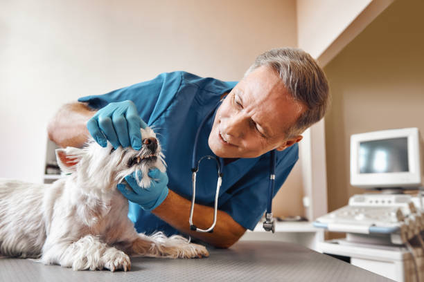 Best Emergency Tooth Extraction in Jerseyvle, IL